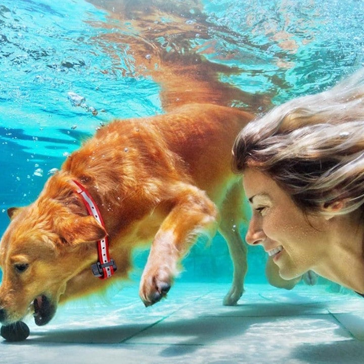 Dog Collar with Remote Control Up to 1,000 Meters — Finally, Relaxing Walks